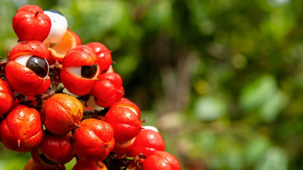 Column: Column What are the benefits of guarana?